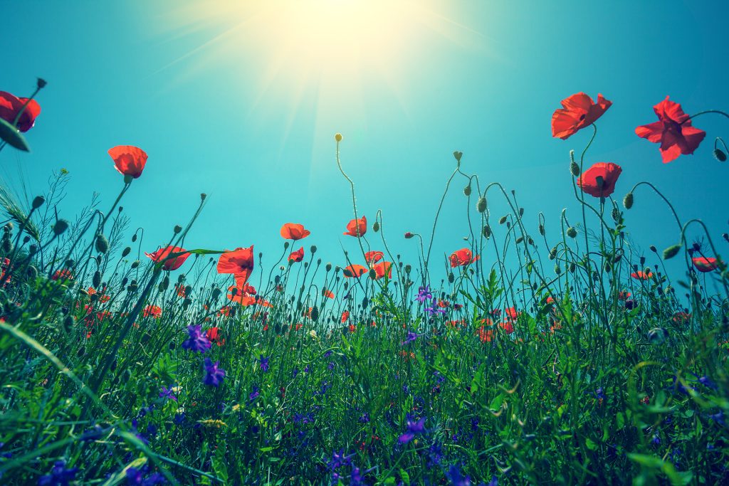 Poppy flowers against the sky